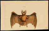 7 verschiedene Grafiken von Fledermäusen.. Fledermaus - chauve souris - bat.-