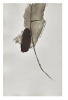 Laisses
. DU BOUCHET Andr&eacute;;
TAL COAT Pierre
