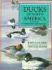 Ducks of North America and the Northern Hemisphere. John Gooders Trevor Boyer
