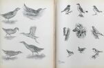 Du heron aux perdrix de la grive aux rapaces (édition de 1954 en 2 tomes avec illustrations noir&blanc edition originale). Oberthur