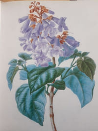 Les peintres de fleurs en France. De Redouté à Redon.