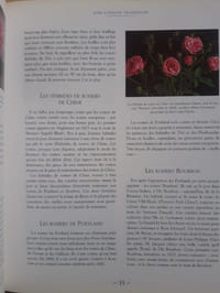 Les roses anglaises