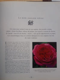 Les roses anglaises