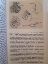 Les fossiles
