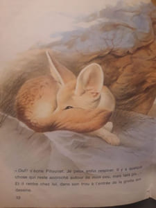 Pitounet le fennec