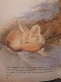 Pitounet le fennec
