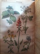 La médecine végétale illustrée. Traité de pratique de médecine d'hygiène et de pharmacie par Narodetzki, A. - Image 3