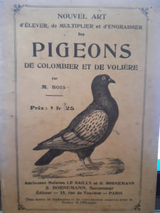 Les pigeons de Colombier et de Volière
