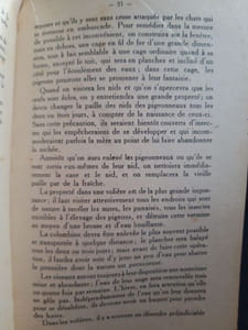 Les pigeons de Colombier et de Volière
