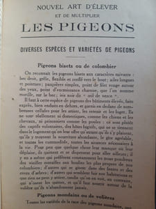 Les pigeons de Colombier et de Volière