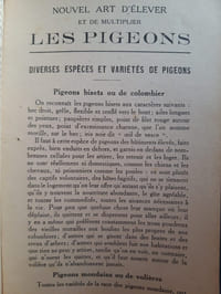 Les pigeons de Colombier et de Volière