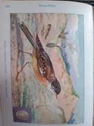 Les oiseaux de France par Menegaux, A. - Image 4