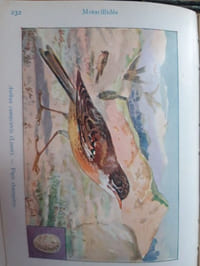 Les oiseaux de France