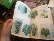 Précis d'Ampelographie Pratique par Galet, Pierre. - Image 4