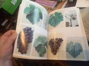 Précis d'Ampelographie Pratique par Galet, Pierre. - Image 5