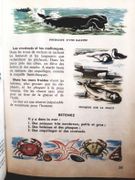 Géographie. Cours élémentaire 1ere année par Pinardel, François. - Image 3