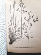 Flore et végétation des Alpes par Favarger, Claude. - Image 3