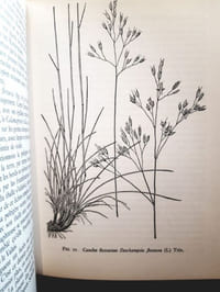 Flore et végétation des Alpes