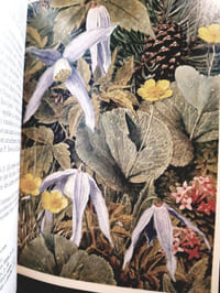 Flore et végétation des Alpes