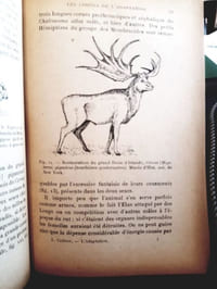 L'adaptation
