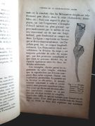 L'oeuf et les facteurs de l'ontogénése  par Brachet, A. - Image 2