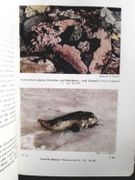 The seas. Our knowledge of life in the sea and how it is gained par Russel, F.S, Yonge, C.M. - Image 3