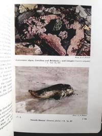 The seas. Our knowledge of life in the sea and how it is gained