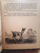 Bambi, d'après Félix Salten par Disney, Walt. - Image 3
