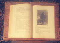 Voyage au centre de la Terre, les mondes connus et inconnus, collection Hetzel