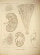 Traité d'anatomie descriptive - Tome consacré à la splanchnologie par Cloquet, H. - Image 5