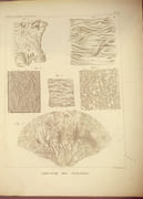 Traité d'anatomie descriptive - Tome consacré à la splanchnologie par Cloquet, H. - Image 6