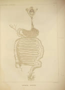 Traité d'anatomie descriptive - Tome consacré à la splanchnologie par Cloquet, H. - Image 7