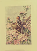 Nos oiseaux, aquarelles de Hector Giacomelli par Theuriet, André. - Image 7