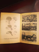 Histoire de la terre et des êtres vivants par Gagnebin, Elie. - Image 5