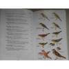 Les Oiseaux D'Europe Guide Delachaux Et Niestl&eacute; 1989 . Delachaux 