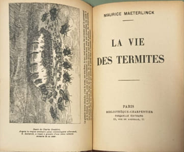 La vie des termites