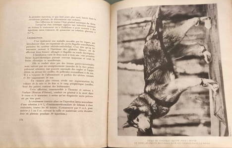 Le chien et sa médecine - EO. Paul Vaugien