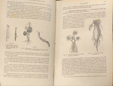 Anatomie et physiologie végétales suivies de l'étude élémentaire des principales familles de la bactériologie et des fermentations