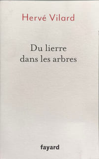 Du lierre dans les arbres