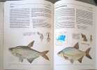 Poissons 256 illustrations en couleurs. Collectif