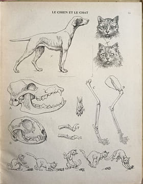 Sciences d'observation (classe de sixième - cours préparatoire aux études primaires supérieures). P. Rey