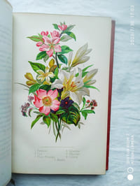 Botanique illustrée de la jeunesse, A. Ghio éditeur / A. Lahure, éditeur, 1881