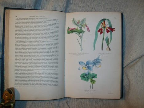BOTANIQUE organographie et taxonomie, histoire naturelle des familles végétales et des principales espèces suivant la classification de M Adrien de ...