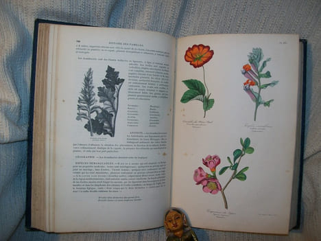 BOTANIQUE organographie et taxonomie, histoire naturelle des familles végétales et des principales espèces suivant la classification de M Adrien de ...