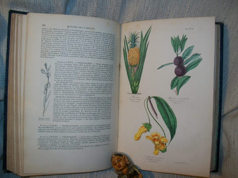 BOTANIQUE organographie et taxonomie, histoire naturelle des familles végétales et des principales espèces suivant la classification de M Adrien de ...