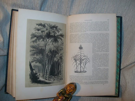 BOTANIQUE organographie et taxonomie, histoire naturelle des familles végétales et des principales espèces suivant la classification de M Adrien de ...