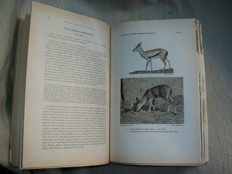 FAUNE DU CENTRE AFRICAIN FRANCAIS (mammifères et oiseaux). Encyclopédie biologique. 2e édition.. MALBRANT René