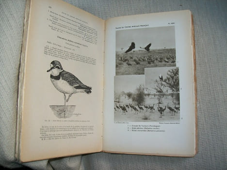 FAUNE DU CENTRE AFRICAIN FRANCAIS (mammifères et oiseaux). Encyclopédie biologique. 2e édition.. MALBRANT René