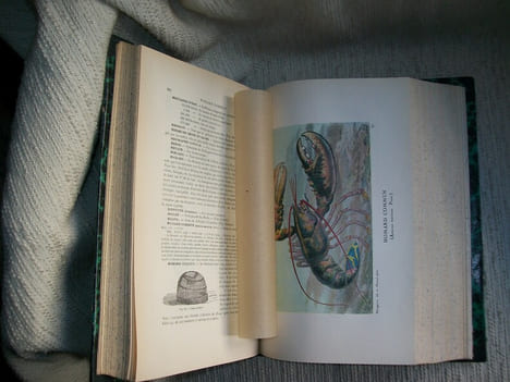 LA PECHE ET LES POISSONS dictionnaire général des pêches. Accompagné d'un supplément par Ed Renoir, Ryvez et Lucien Jouenne.. LA BLANCHERE Henri de