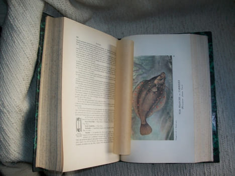 LA PECHE ET LES POISSONS dictionnaire général des pêches. Accompagné d'un supplément par Ed Renoir, Ryvez et Lucien Jouenne.. LA BLANCHERE Henri de